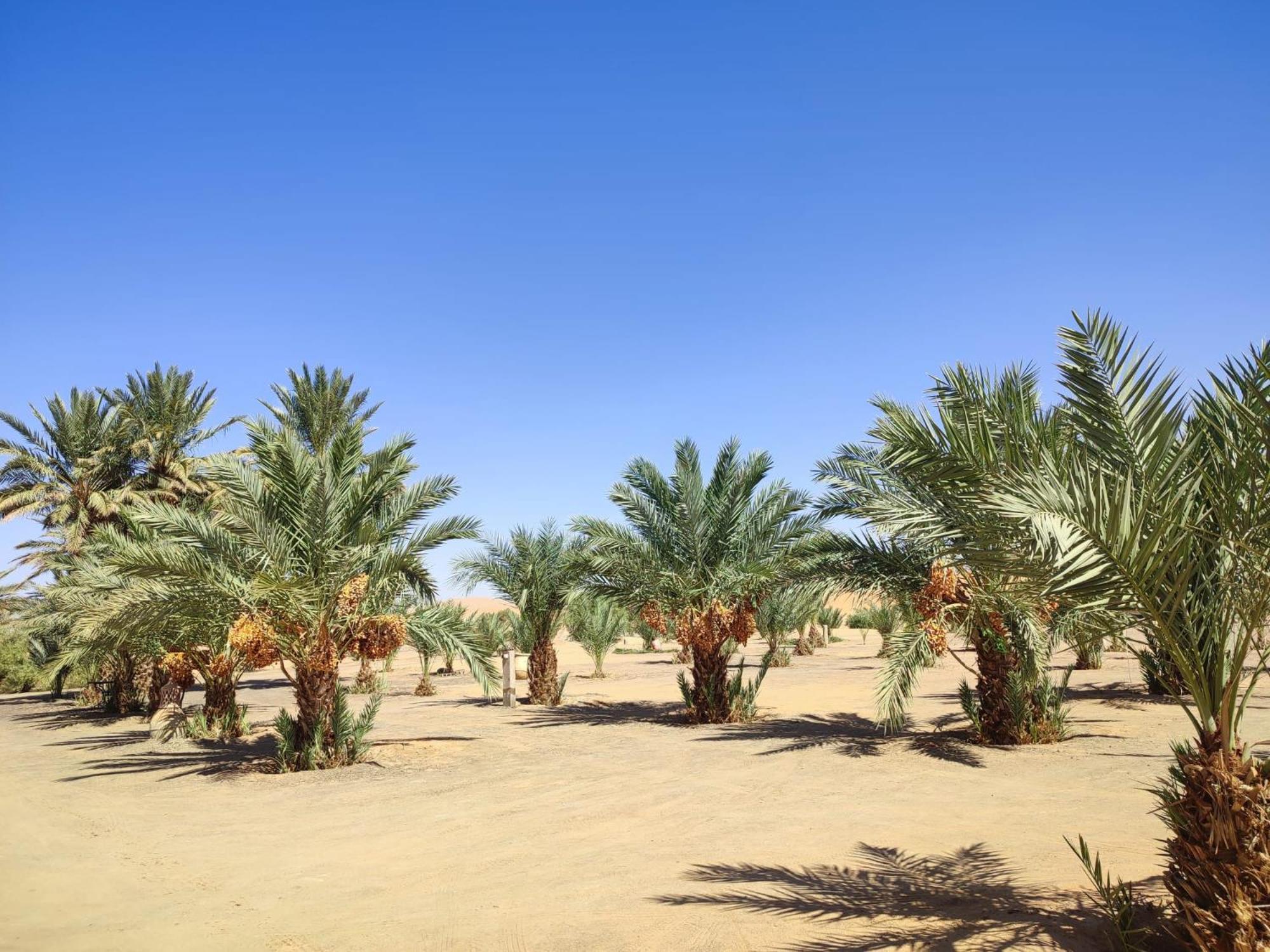 Berber Palace مرزوكة المظهر الخارجي الصورة
